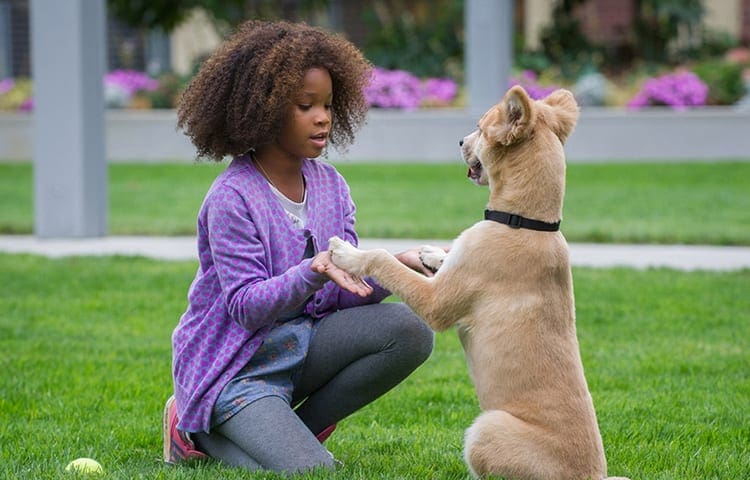 Annie – recenze
